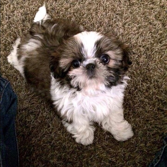 Bradford Exchange, team Canada ringdiamonds,certified authentic.Limited Edition. - Picture 9 of 9